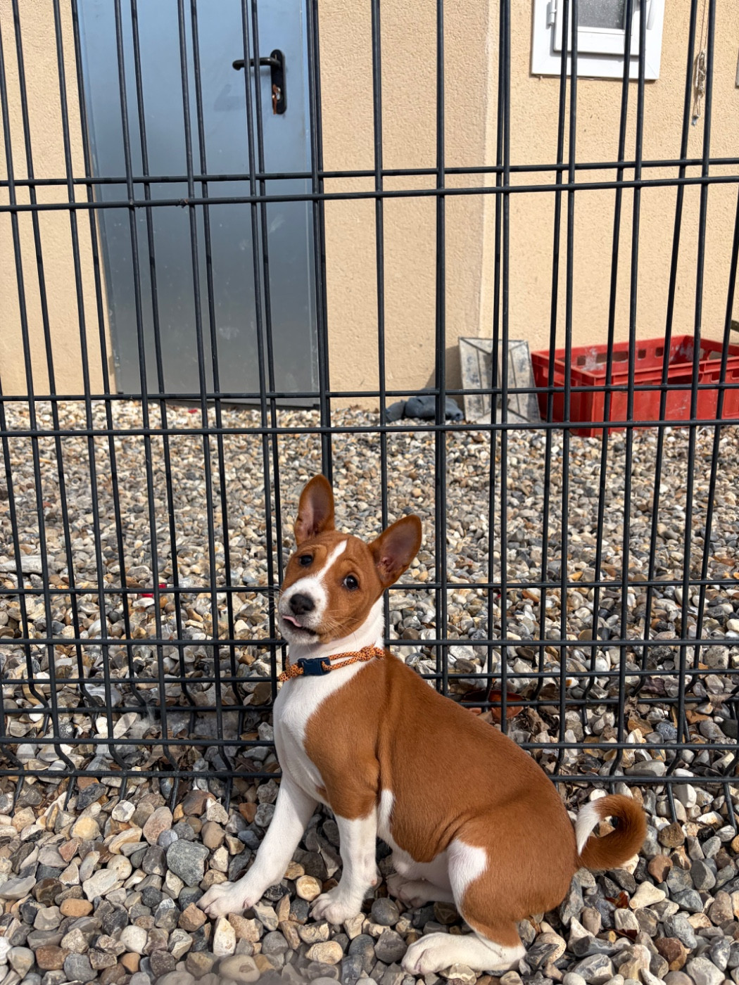 Du Domaine Heladog - Basenji - Portée née le 12/01/2026