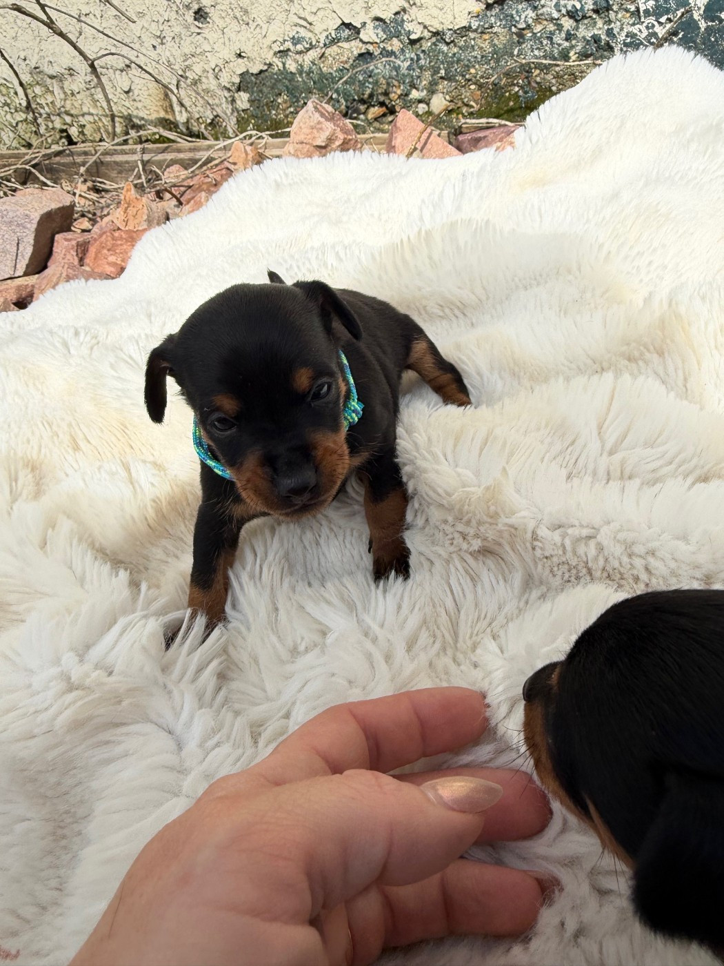 Du Domaine Heladog - Chiots disponibles - Pinscher nain