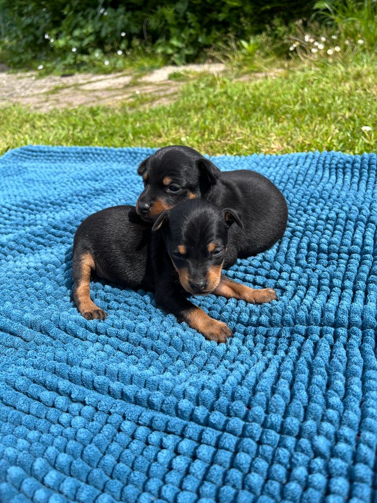 Du Domaine Heladog - Pinscher nain - Portée née le 03/05/2024