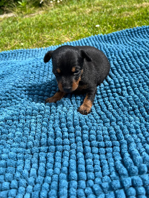 CHIOT 2