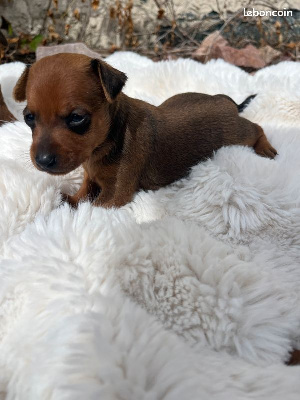 CHIOT 2
