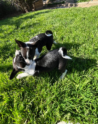 CHIOT