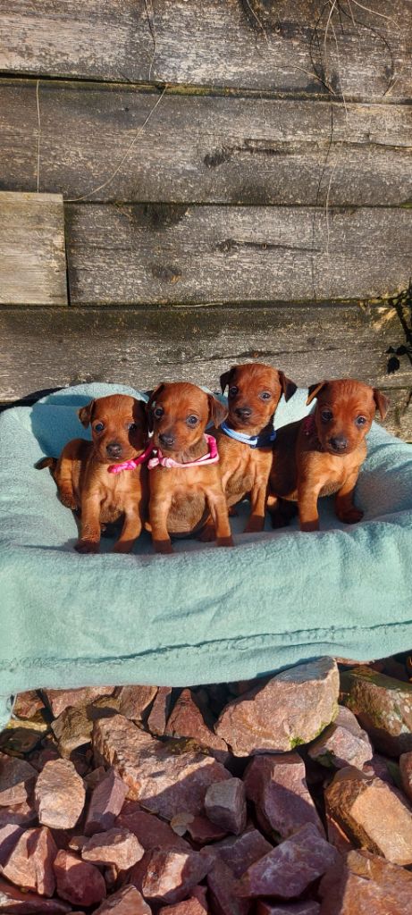 Du Domaine Heladog - Pinscher nain - Portée née le 07/10/2024